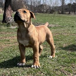 LUCY - Red female Boerboel puppy in Pennsylvania from Cold River Boerboels