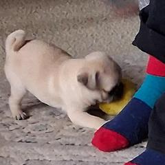 Pugs from adorable pug puppies