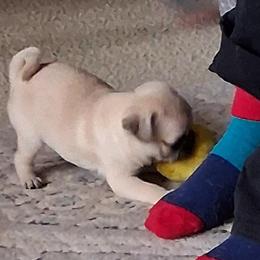Pugs from adorable pug puppies