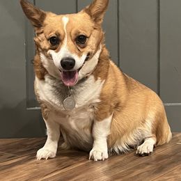 Harley - Companion Cross