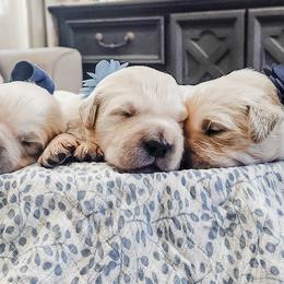 Cavalier King Charles Spaniel and Golden Retriever Puppies from SelahGold