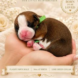 Boy 2 - Fawn male Boxer puppy in Howey In The Hills, Florida from Bayla Belle & Blossom's Boxers