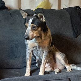 Sky - Australian Cattle Dog