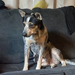 Sky - Australian Cattle Dog