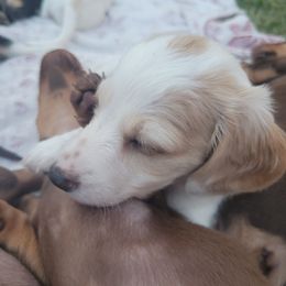 Sabrina - Piebald female Dachshund puppy in Onalaska, Texas from Weenies on the Lake