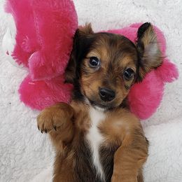 Dachshunds from Darling Dachshunds of TN