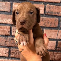 Flora - Chocolate female Great Dane puppy in Norton, Ohio from Guilty Pleasure Great Danes & Frenchies