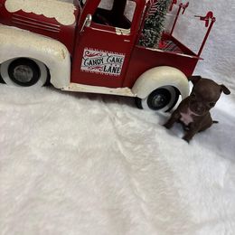 Mr Brownie green eyes 4500 chocolate - Chocolate male Chihuahua puppy in Las Vegas, Nevada from Quality Poms Chihuahua Yorkies of Las vegas