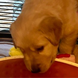 Black Boy - Golden Golden Retriever puppy in Tulsa, Oklahoma from Triple J Goldens, LLC