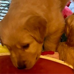 Black Boy - Golden Golden Retriever puppy in Tulsa, Oklahoma from Triple J Goldens, LLC