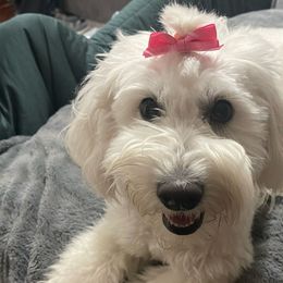 Cashmere - Goldendoodle