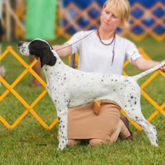 Pointers from Cumbrian Kennel