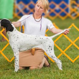 Pointers from Cumbrian Kennel