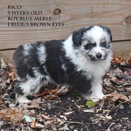 Rico - Blue merle male Miniature Australian Shepherd puppy in Patterson, North Carolina from DreamLine Aussies