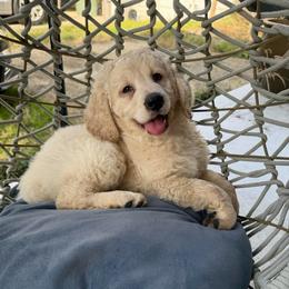 Candy - Cream female Goldendoodle puppy in Pensacola, Florida from Goldendoodles Love You in Pensacola Friend Edition