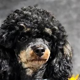Zues - Poodle