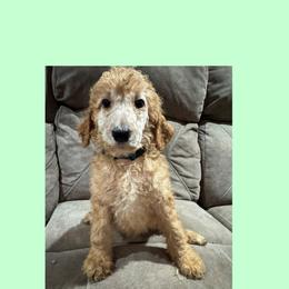 Akc Standard poodle Flounder - Apricot male Poodle puppy in Harrisburg, Arkansas from Ransone’s Ridge Runners Poodles and Doodles