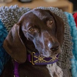 Lyric - German Shorthaired Pointer
