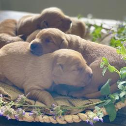 Girl 5 - Golden female Golden Retriever puppy in Buffalo, Missouri from Thrasher Family Puppies