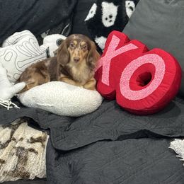 Tikka Masala - Dachshund