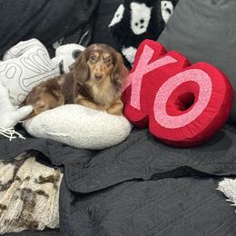 Tikka Masala - Dachshund