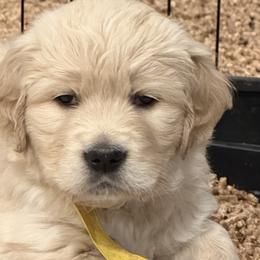 Yellow - Light golden female Golden Retriever puppy in Ephrata, Pennsylvania from Goldens Retreat