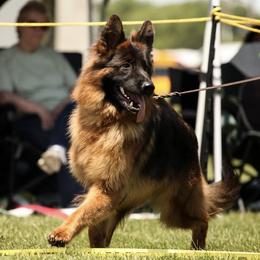 Majik - German Shepherd