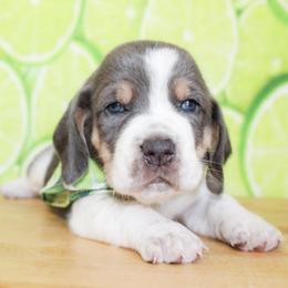 Basset Hound puppies from Rocking H