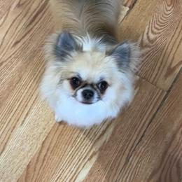 Roy - Chihuahua