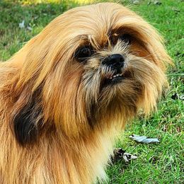 AkC Ginger - Shih Tzu