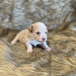 Liam -TOY - Apricot male Poodle puppy in Purdy, Missouri from The Dynasty