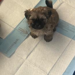 Baby boy 2 - Gold male Shih Tzu puppy in Cordova, Maryland from Harlequins Shih Tzu