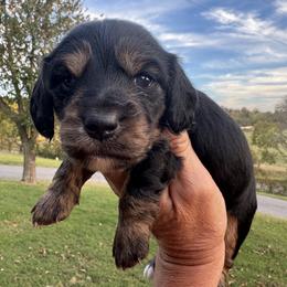 Stetson - Black and tan male Dachshund puppy in Bentonville, Arkansas from Boujee Buns Dachshunds