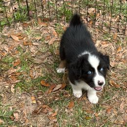 Big Blue - Black tri-color male Australian Shepherd puppy in Tallahassee, Florida from H&H Red Gate Farm