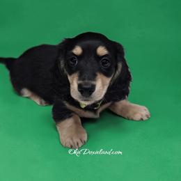 Vinder - Black and cream male Dachshund puppy in Oklahoma City, Oklahoma from OkieDoxieland Dachshunds