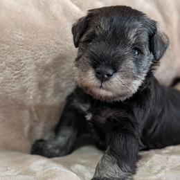 Male 2 - Salt and pepper male Miniature Schnauzer puppy in Brenham, Texas from Ashley Martinez
