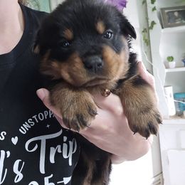 Brown - Black and mahogany male Rottweiler puppy in Tangent, Oregon from Raya's Royals