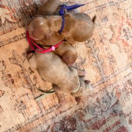 Purple female cockapoo - Red and white female Cockapoo puppy in Covington, Louisiana from MyKy Puppies