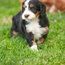 Bernedoodle and Goldendoodle Puppies from Sunnydoodle Utah