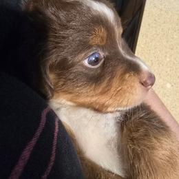 Talako (with tail) - Red tri male Miniature Australian Shepherd puppy in Arlington, Texas from CopperHead Aussies