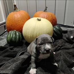 American Bully and American Staffordshire Terrier Puppies from Superstes Guard