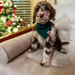 Goldendoodle Puppies from The W Doods