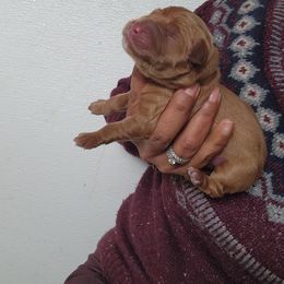 Bentley - Golden male Golden Retriever puppy in Milwaukee, Wisconsin from Pedigree Golden Retrievers