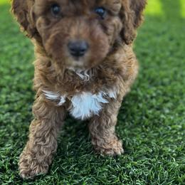 Goldendoodle Puppies from Anna Liu