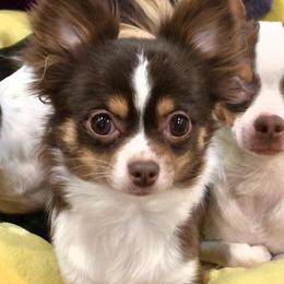 Nala - Chihuahua