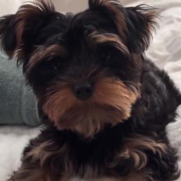Yorkshire Terrier Puppies from Thankuyorkies