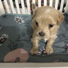 Sir Orlando- Orange - Apricot male Maltipoo puppy in Southern,, California from Maltipoo Tiny Pups
