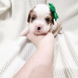 Cashmere - Blenheim female Cavalier King Charles Spaniel puppy in Wilburton, Oklahoma from My Kids Kennel