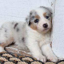 Crew - Blue merle male Australian Shepherd puppy in Kearney, Nebraska from Helix Aussies