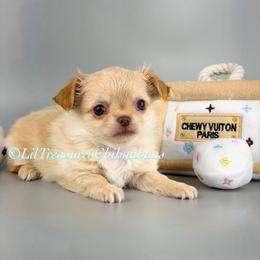 Ben - Cream and white male Chihuahua puppy in Anderson, South Carolina from Lil Treasures Chihuahuas